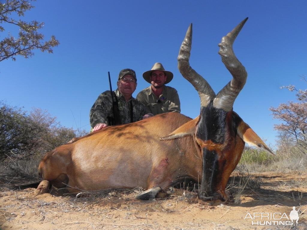 Red Hartebeest Hunt Namibia