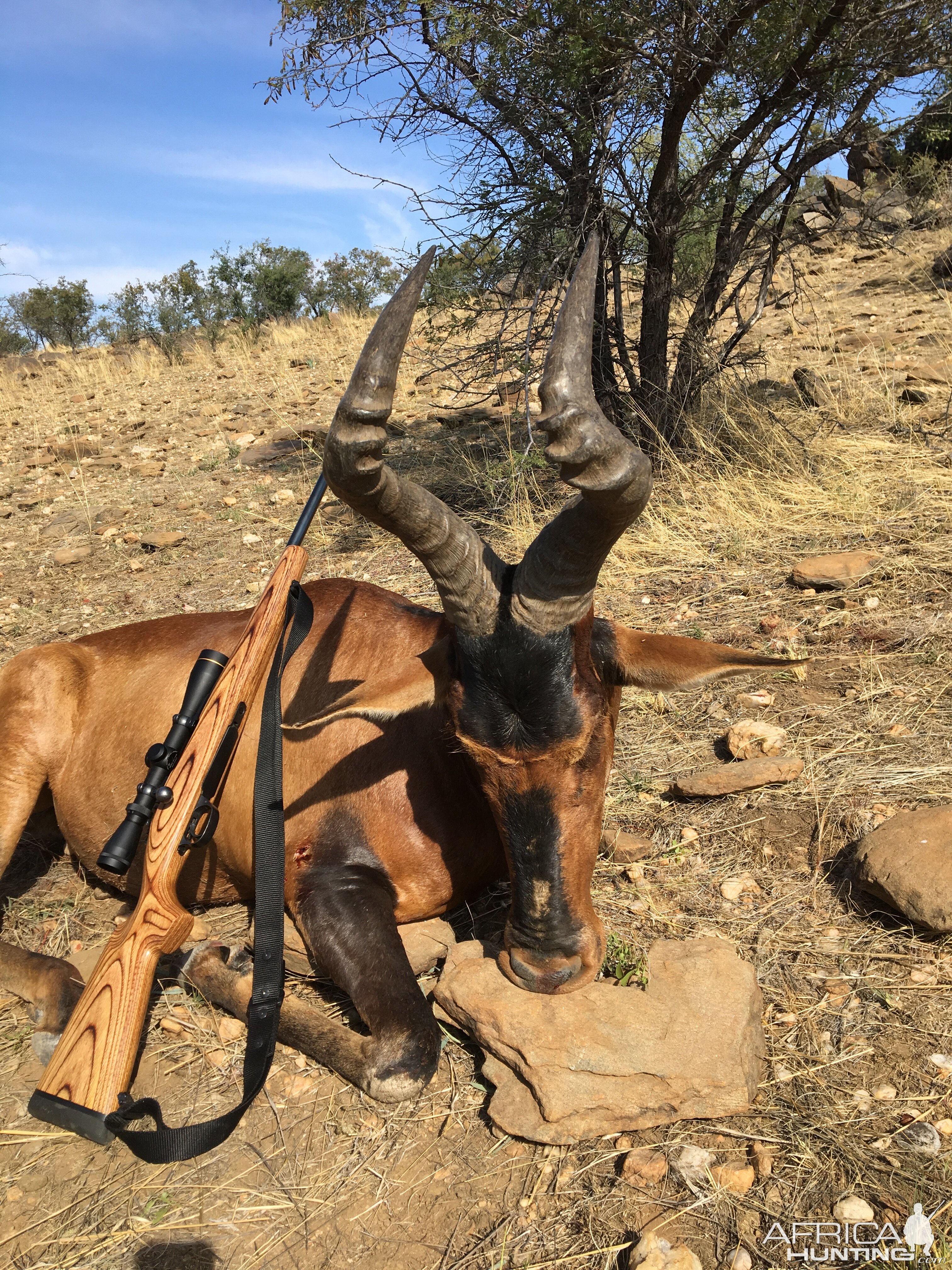 Red Hartebeest Hunt Namibia