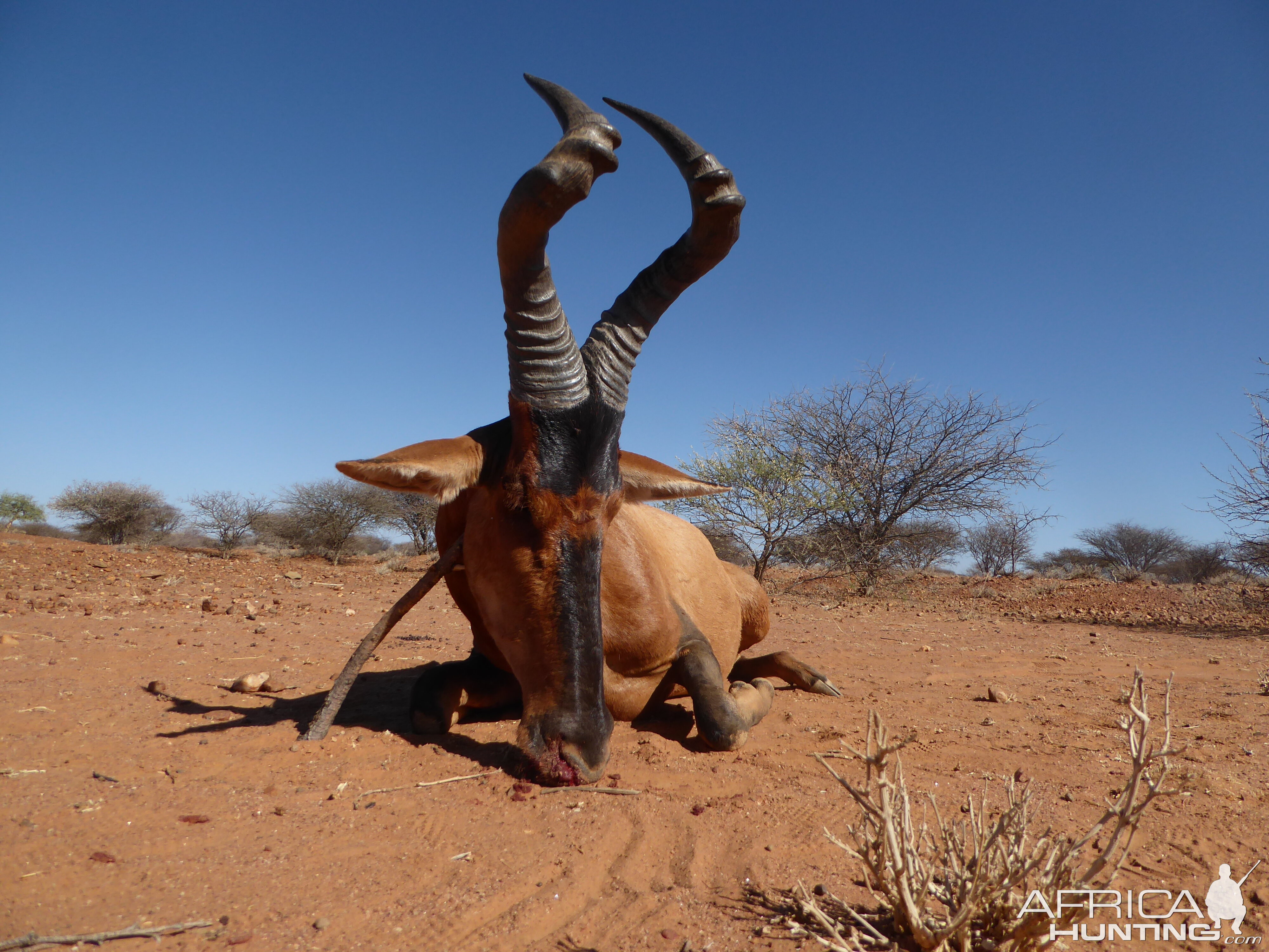 Red Hartebeest Hunt Namibia