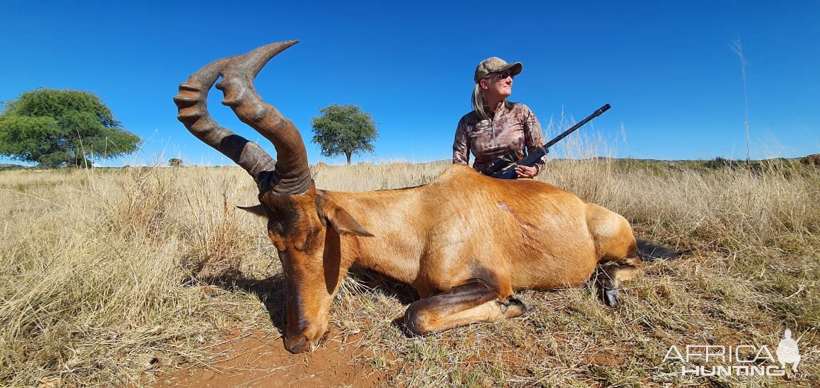 Red Hartebeest Hunt Northern Cape South Africa