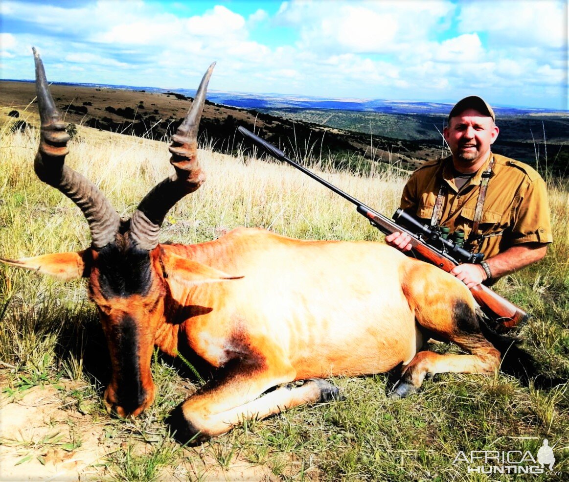 Red Hartebeest Hunt South Africa