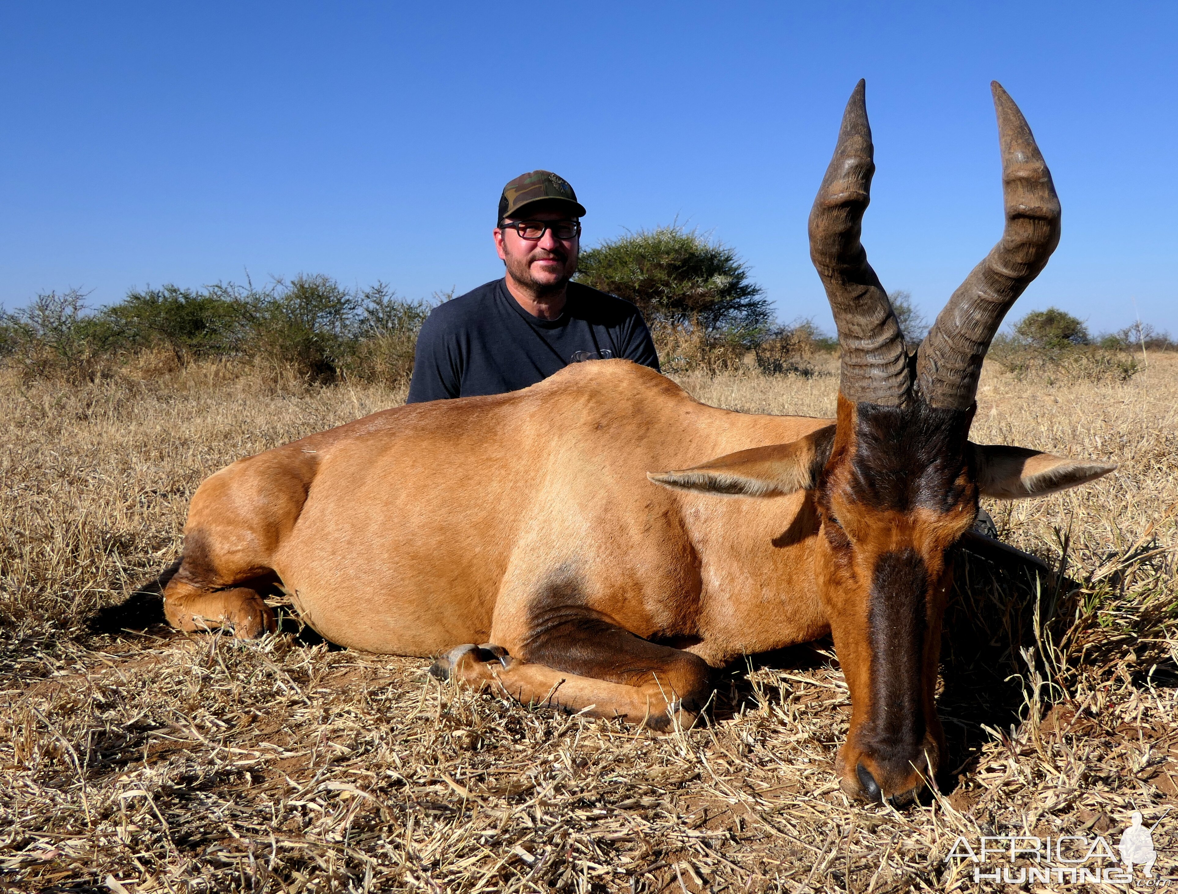 Red Hartebeest Hunt South Africa