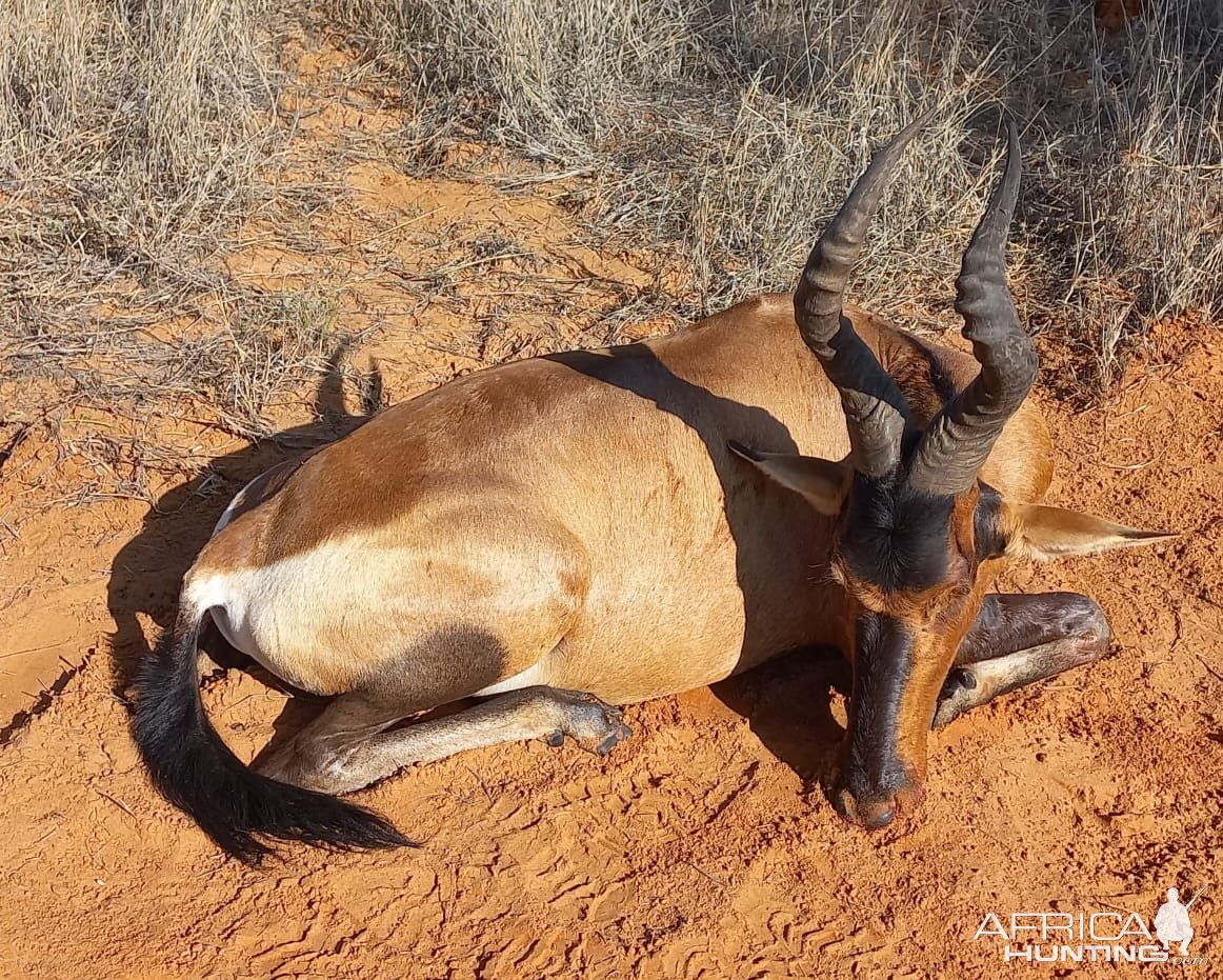 Red Hartebeest Hunt South Africa