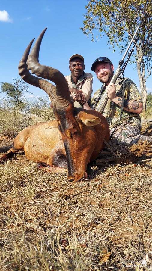 Red Hartebeest Hunt South Africa