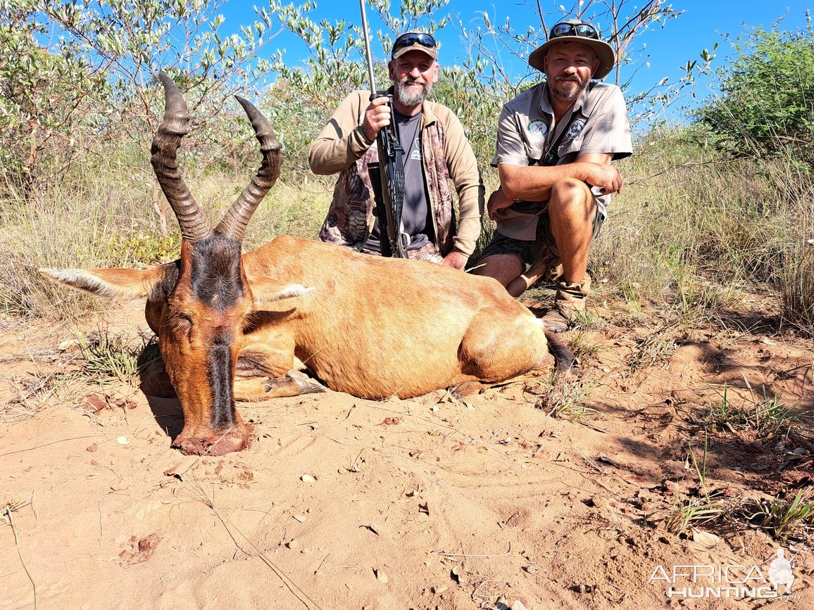 Red Hartebeest Hunt South Africa