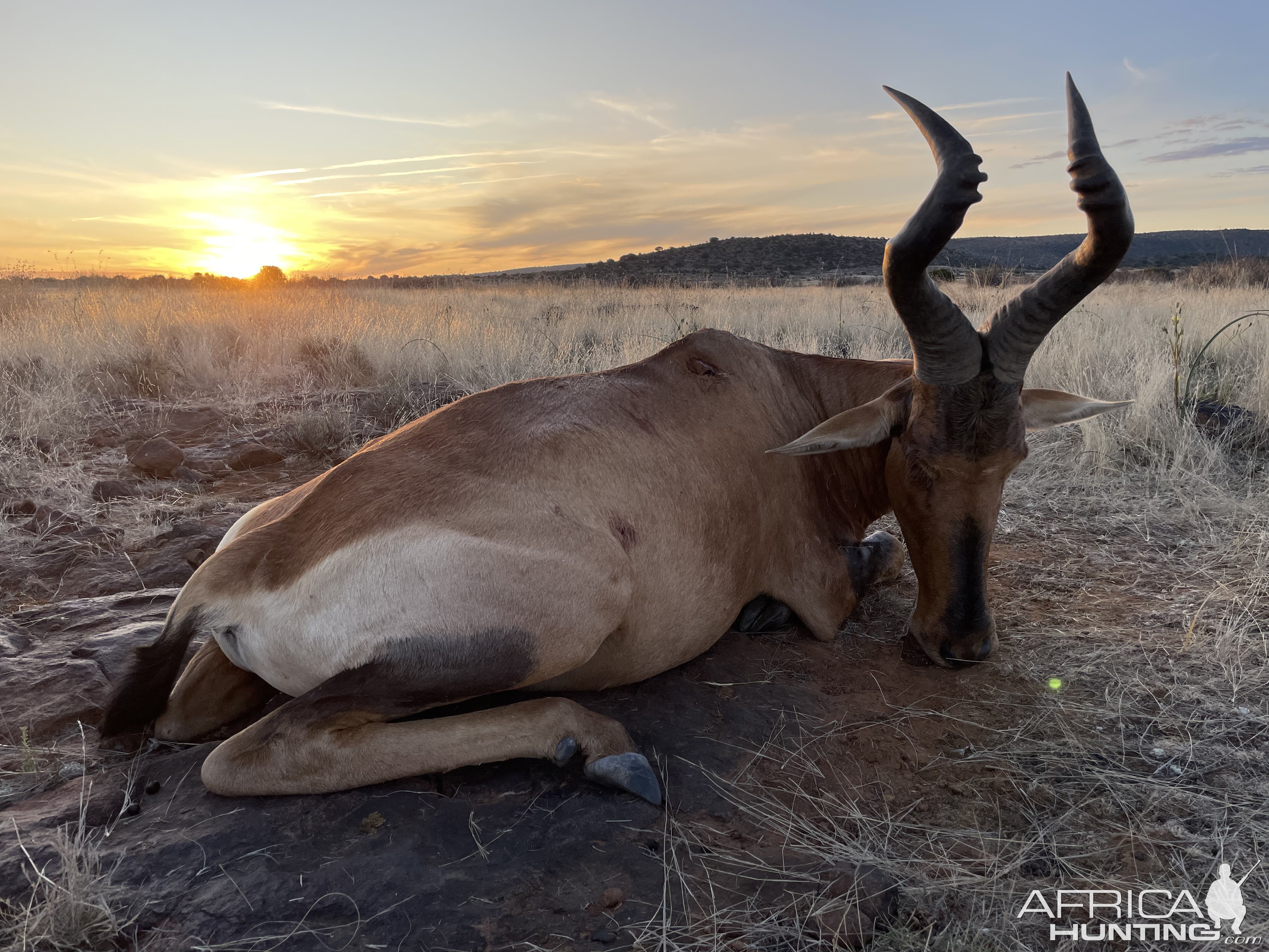 Red Hartebeest Hunt South Africa