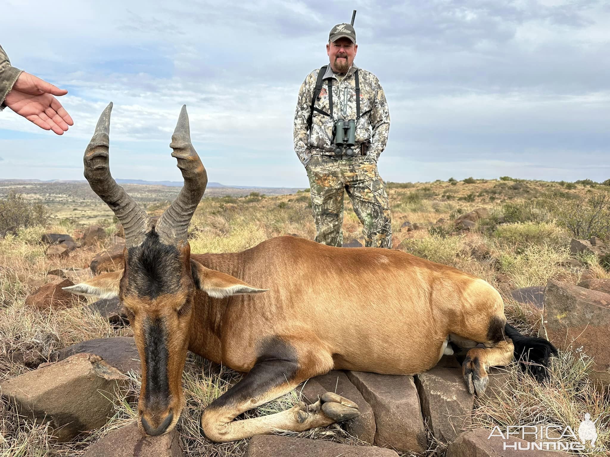 Red Hartebeest Hunt South Africa