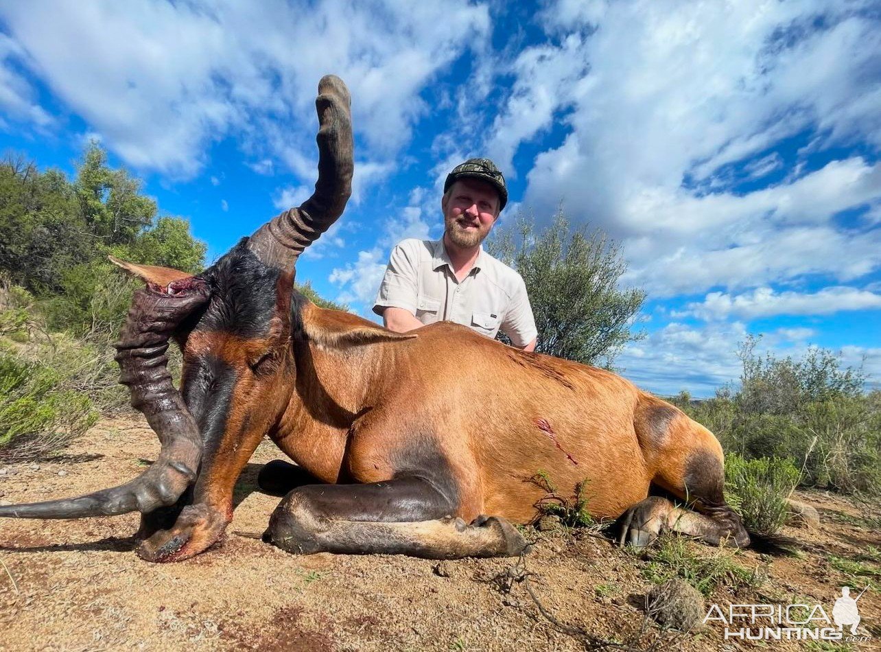 Red Hartebeest Hunt South Africa