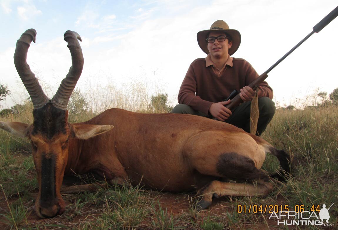 Red Hartebeest Hunt South Africa