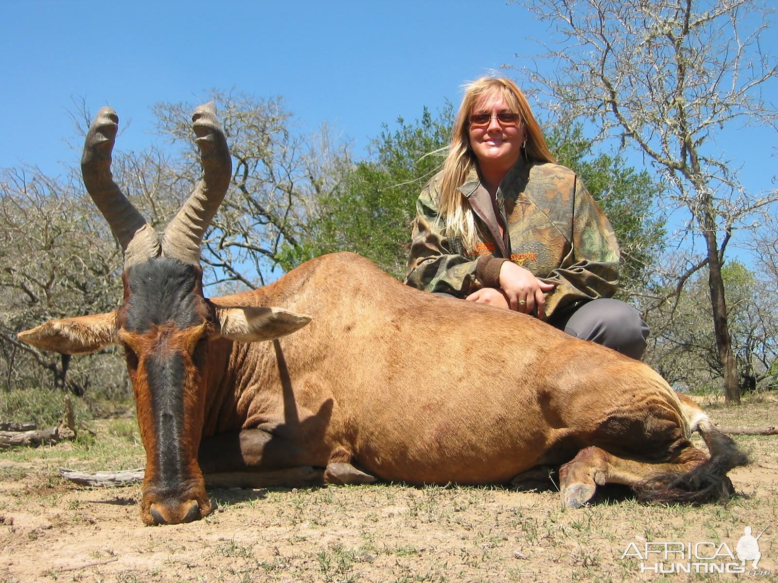 Red Hartebeest Hunt South Africa