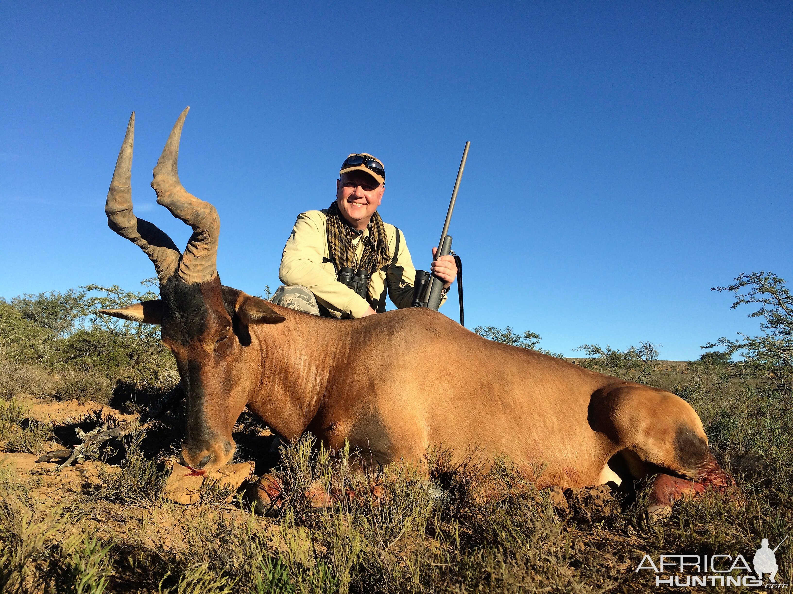 Red Hartebeest Hunt South Africa