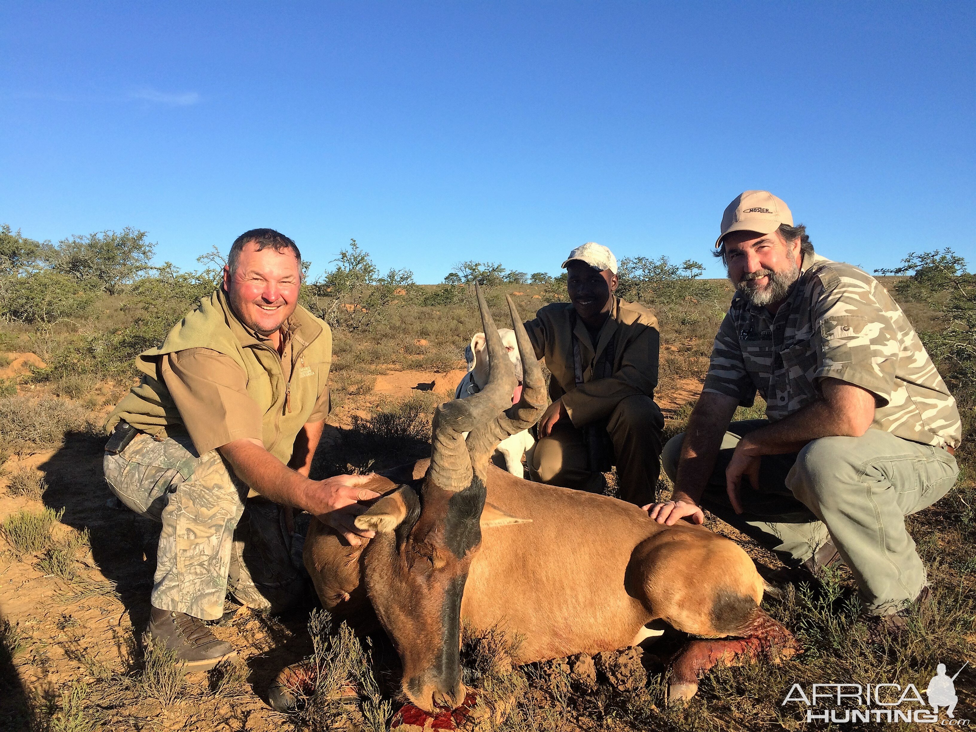 Red Hartebeest Hunt South Africa