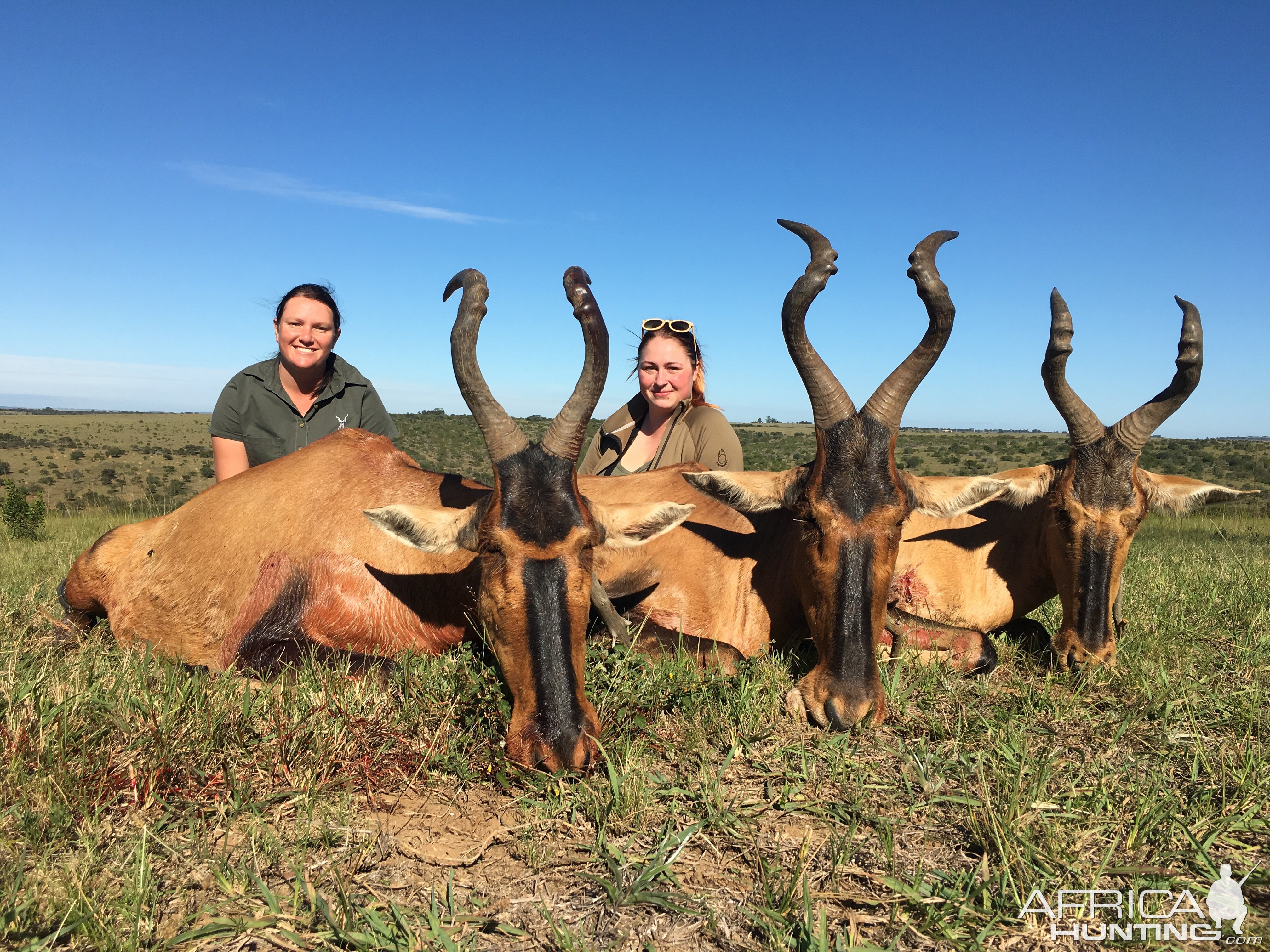 Red Hartebeest Hunt South Africa