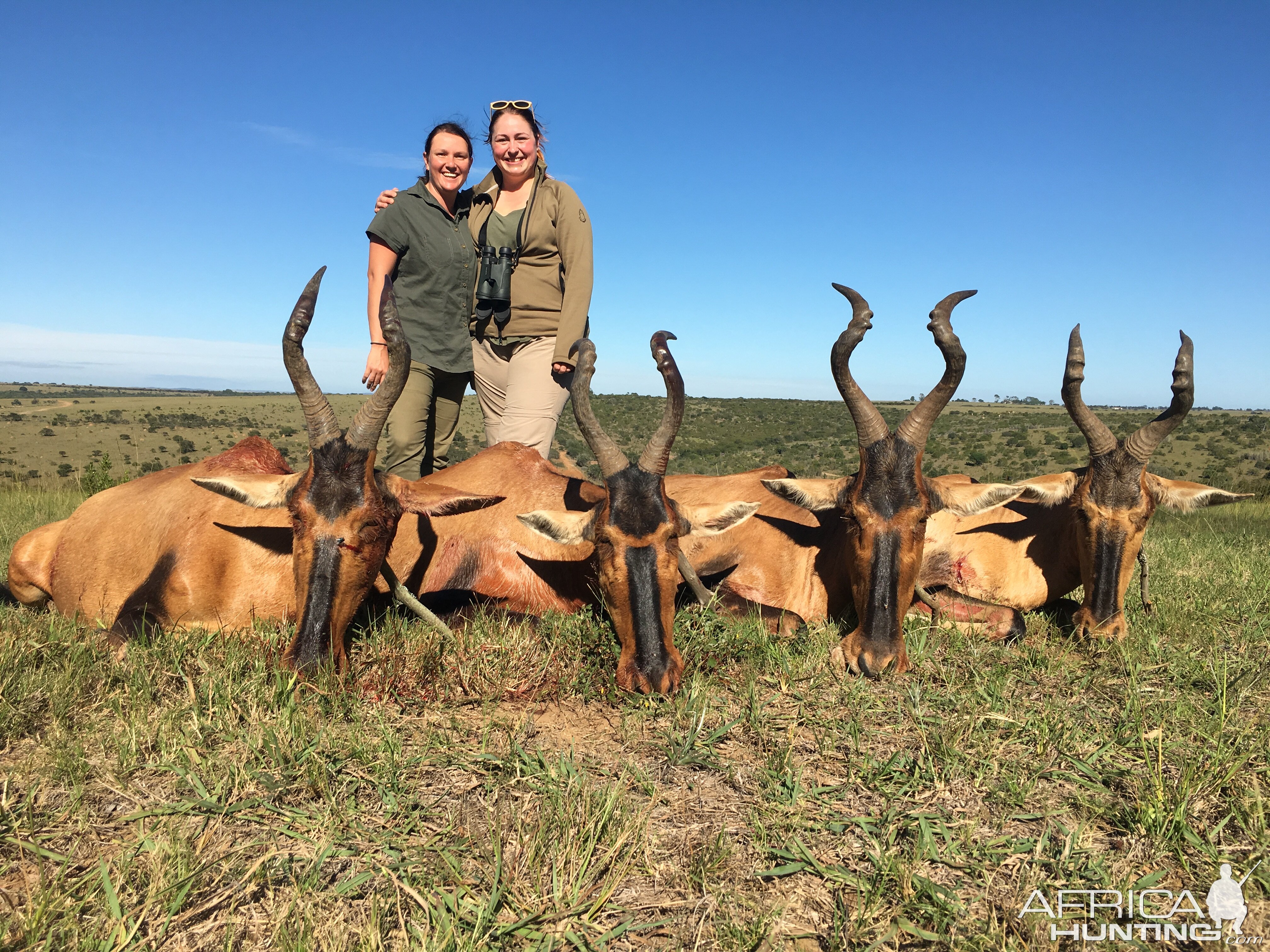 Red Hartebeest Hunt South Africa