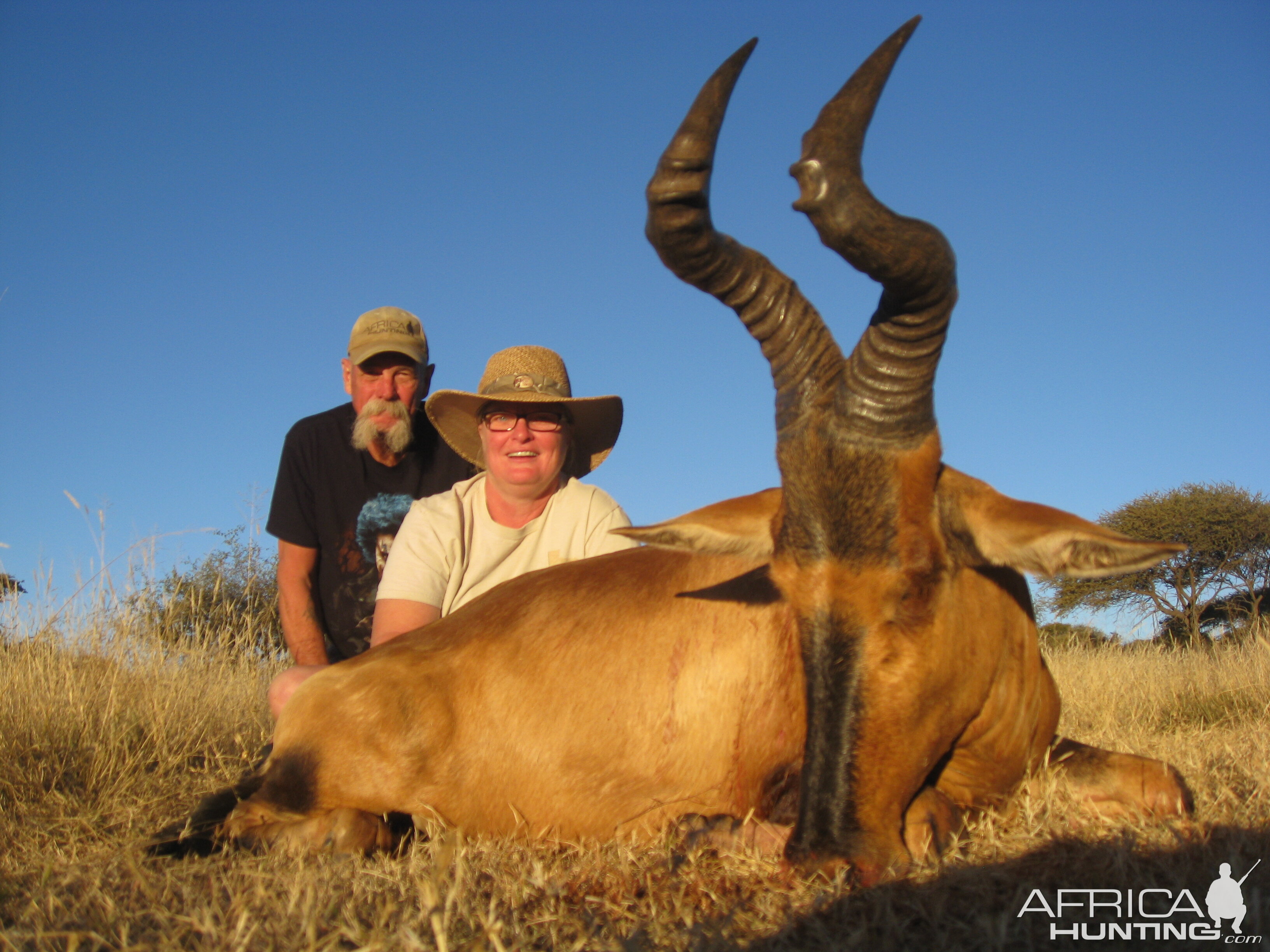 Red Hartebeest Hunt South Africa