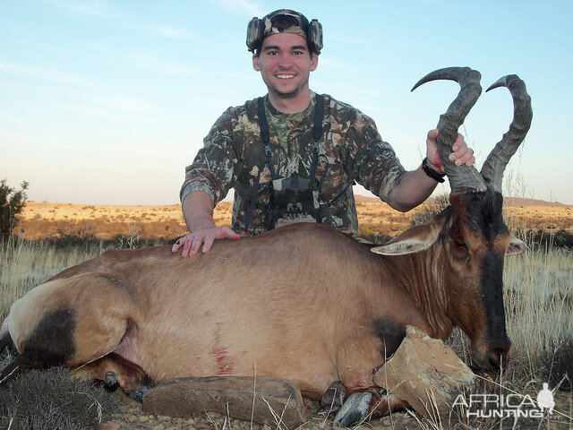 Red Hartebeest Hunt South Africa