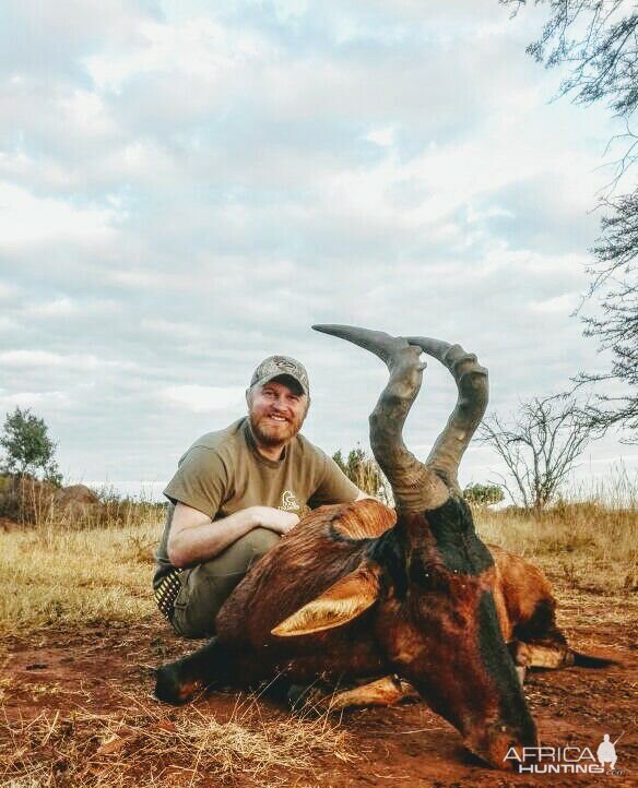 Red Hartebeest Hunt South Africa