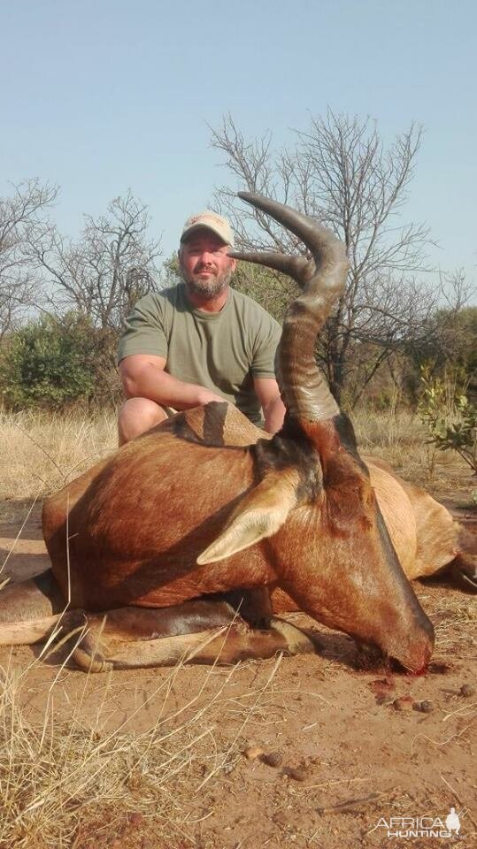 Red Hartebeest Hunt South Africa