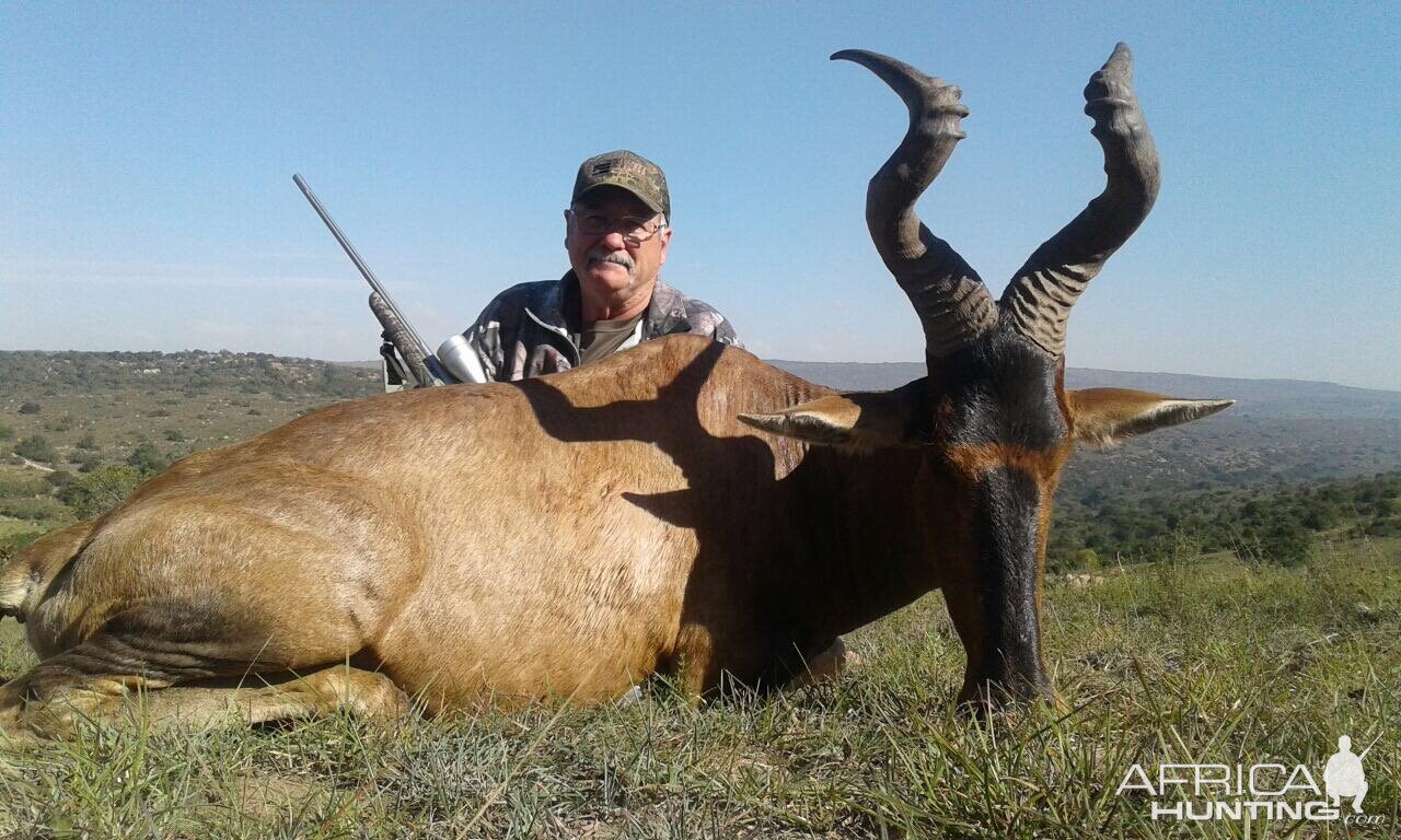 Red Hartebeest Hunt South Africa