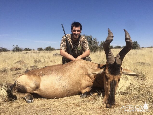 Red Hartebeest Hunt South Africa