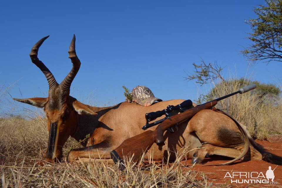 Red Hartebeest Hunt South Africa