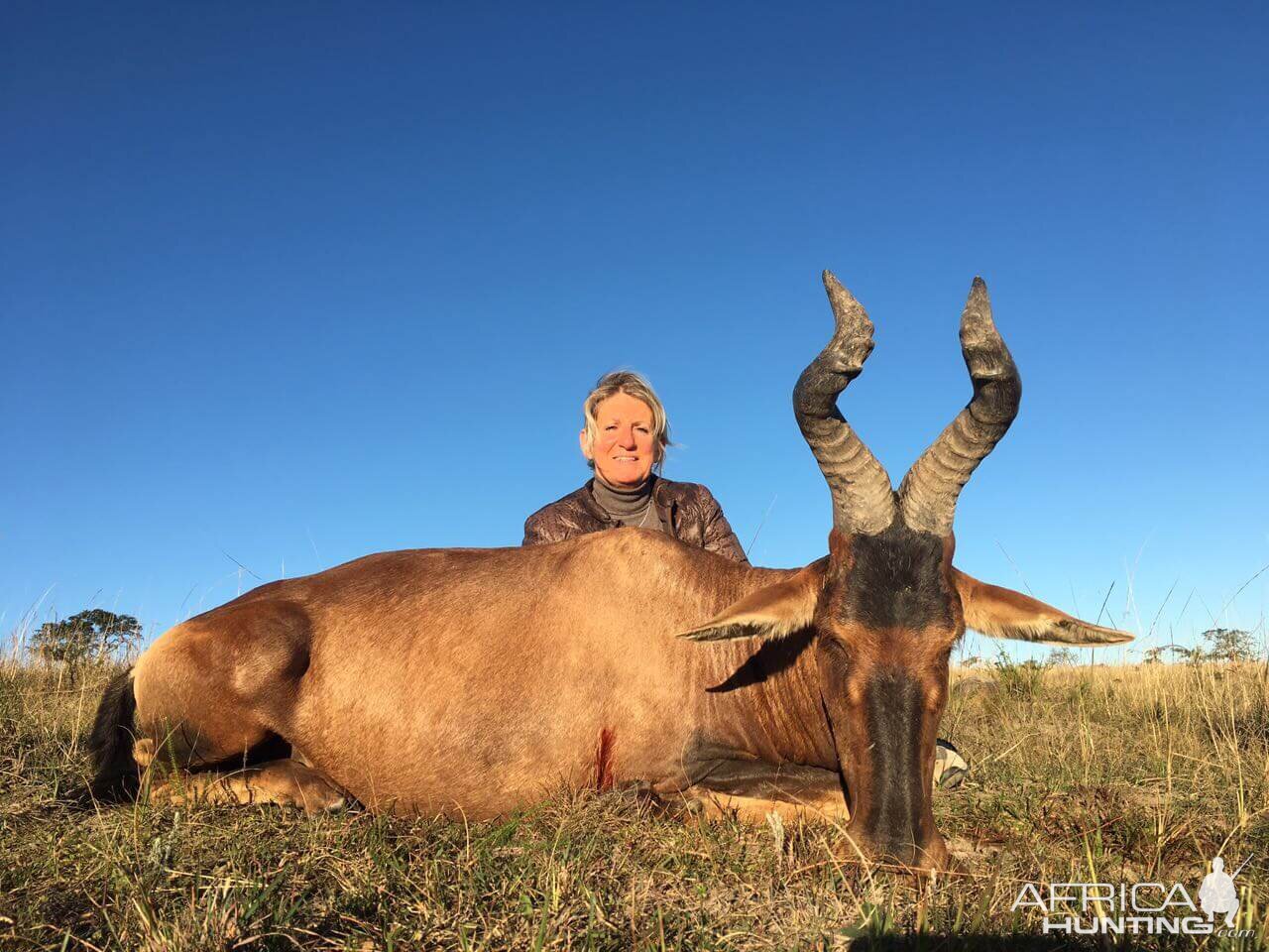 Red Hartebeest Hunt South Africa