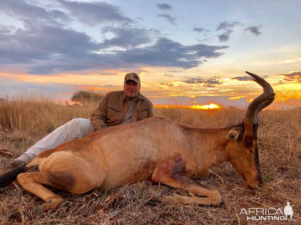 Red Hartebeest Hunt South Africa