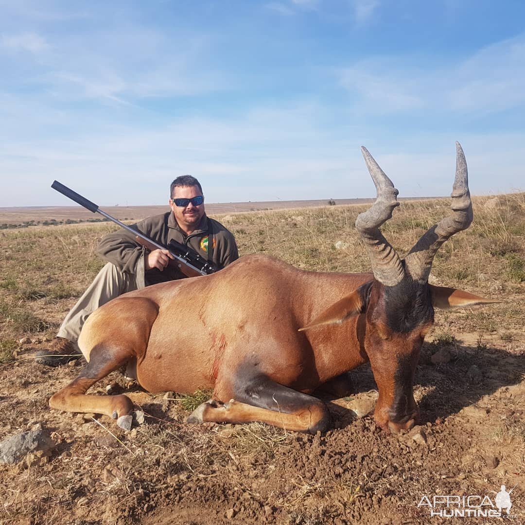 Red Hartebeest Hunt South Africa