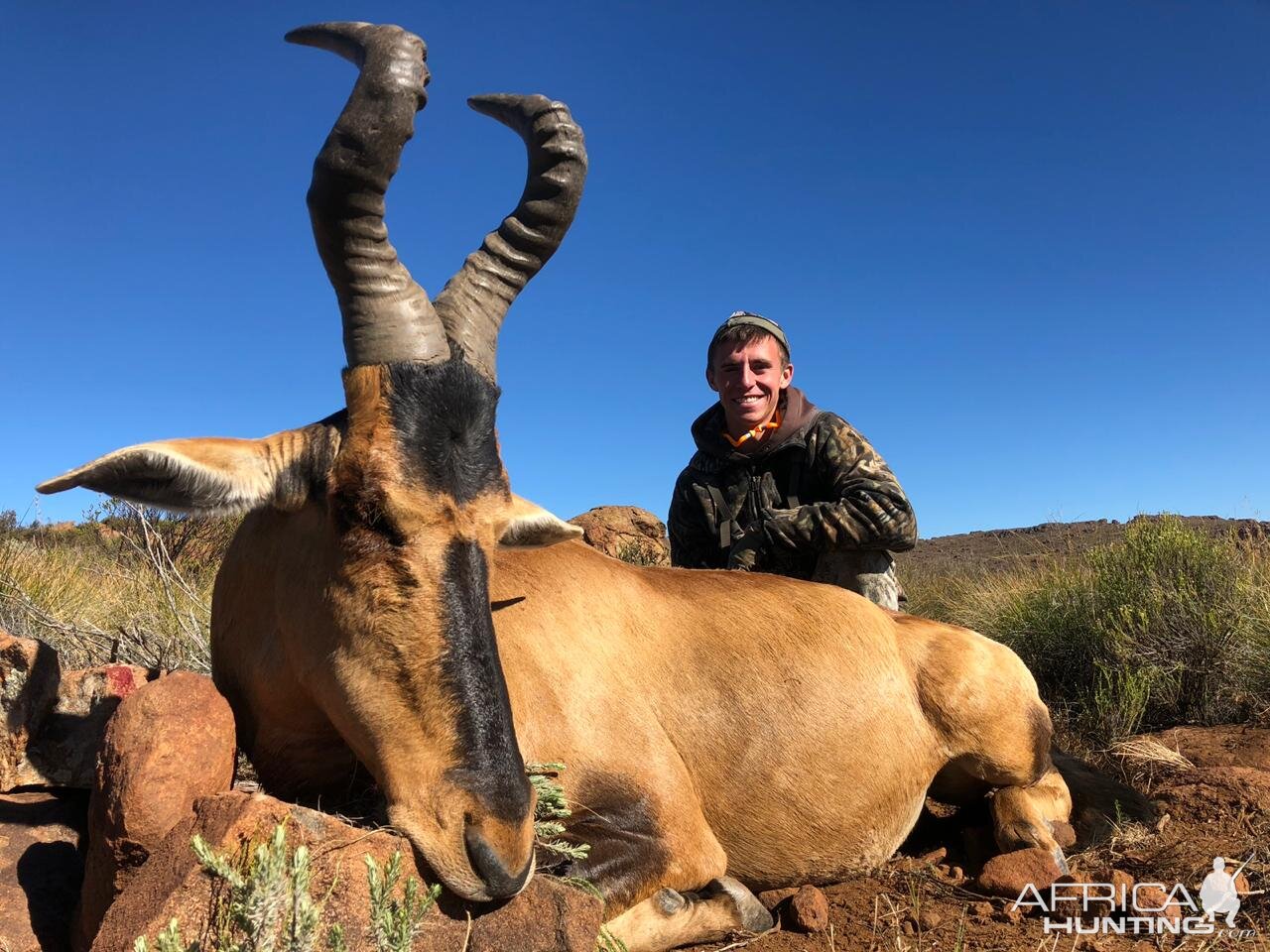 Red Hartebeest Hunt South Africa