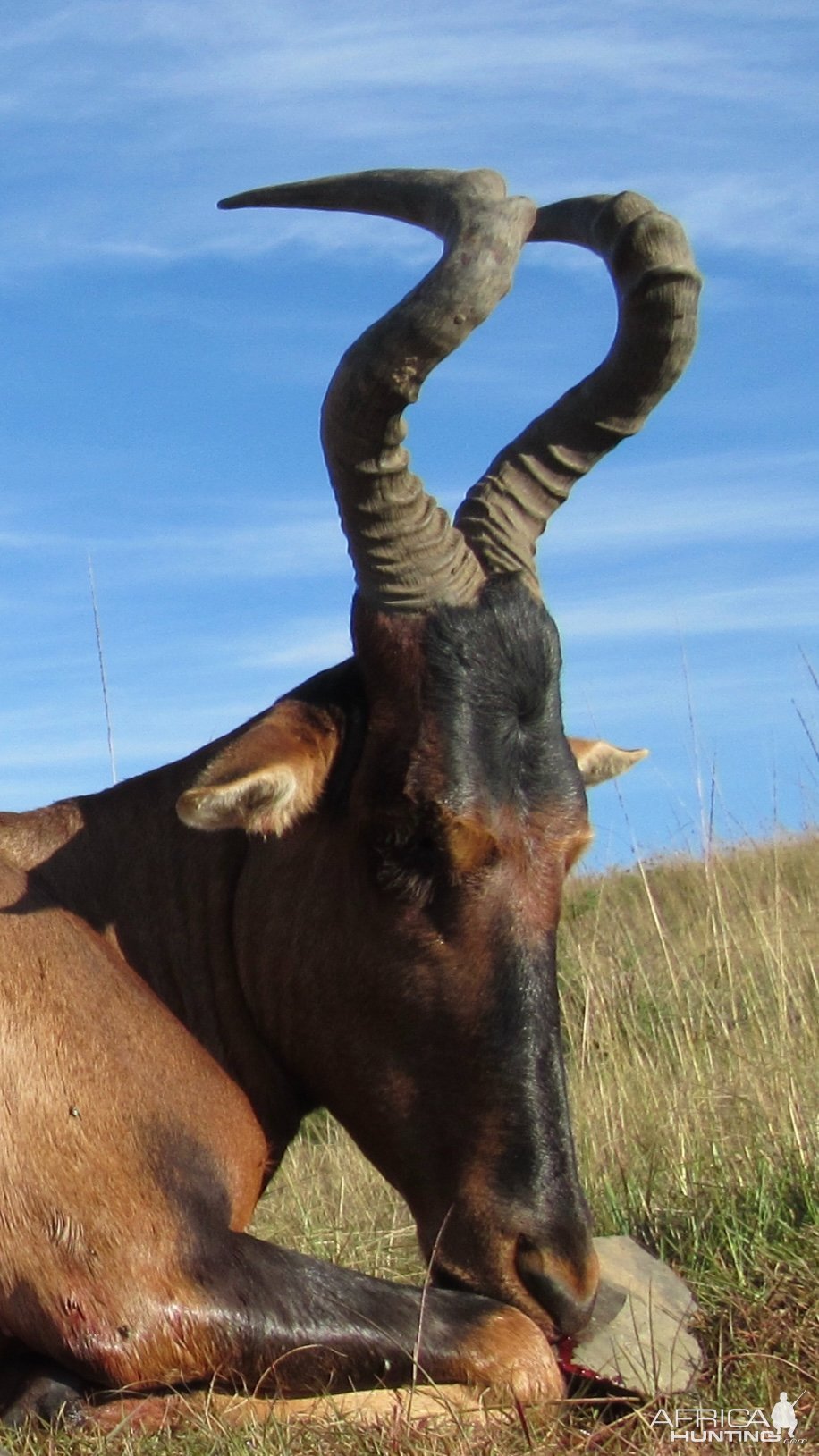 Red Hartebeest Hunt