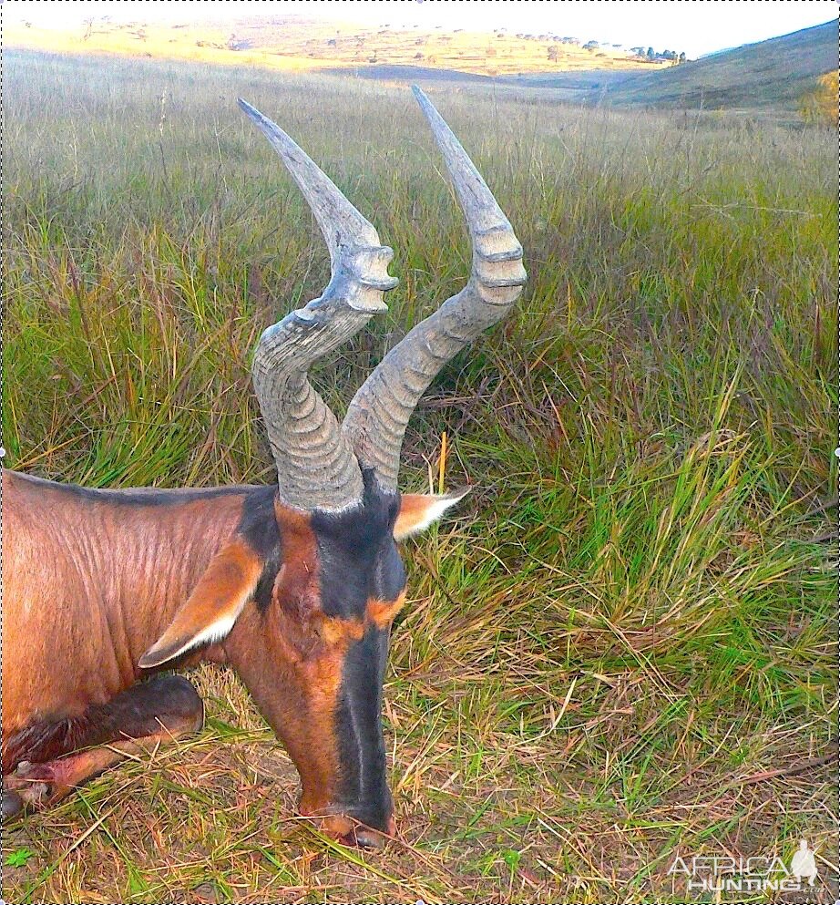 Red Hartebeest Hunt