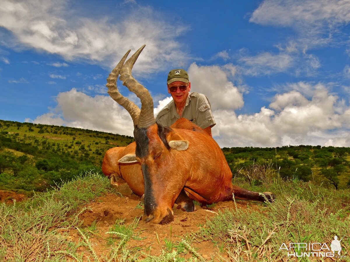 Red Hartebeest Hunt