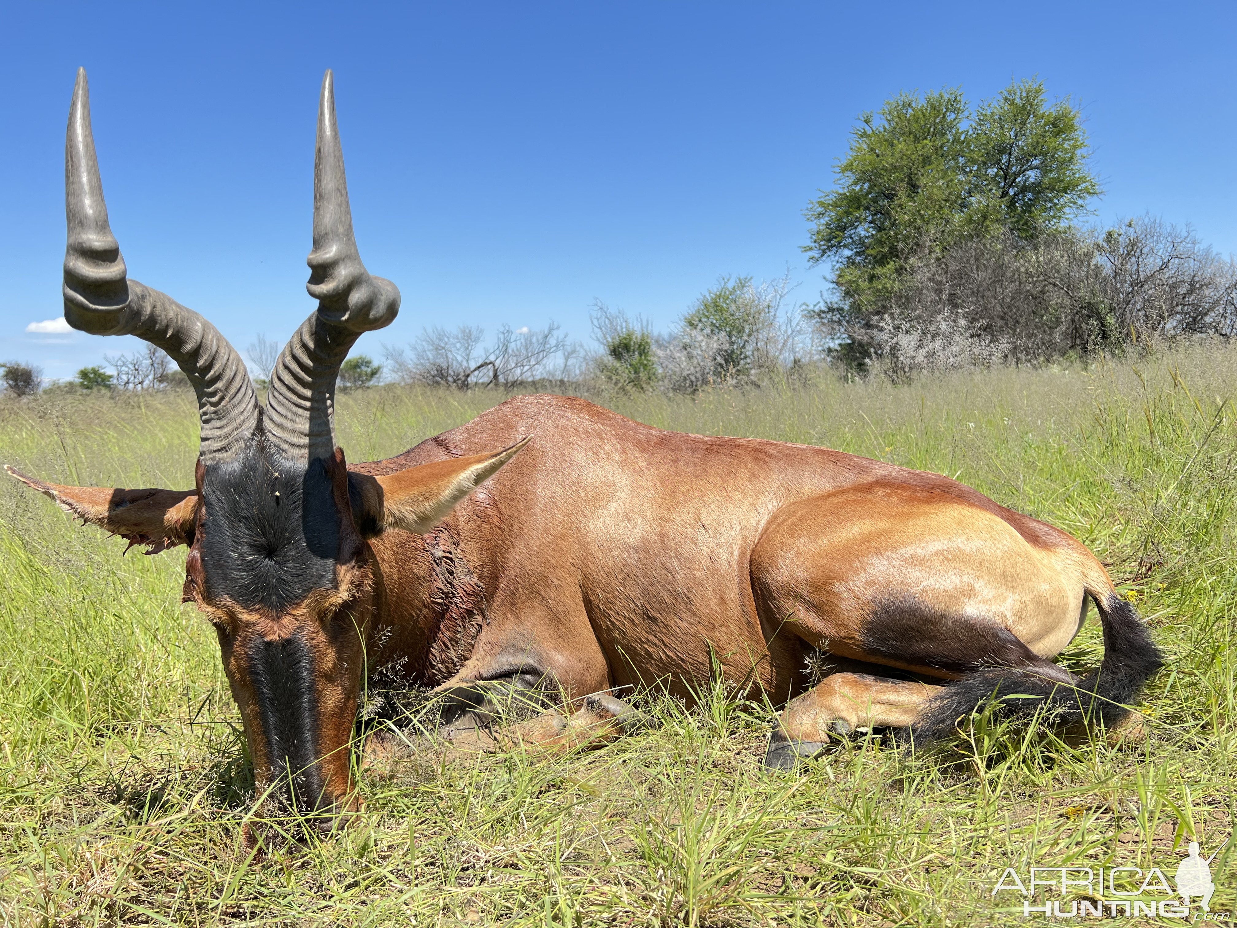 Red Hartebeest hunted with Zana Botes Safari