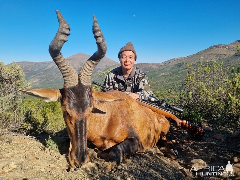 Red Hartebeest Hunting Eastern Cape South Africa