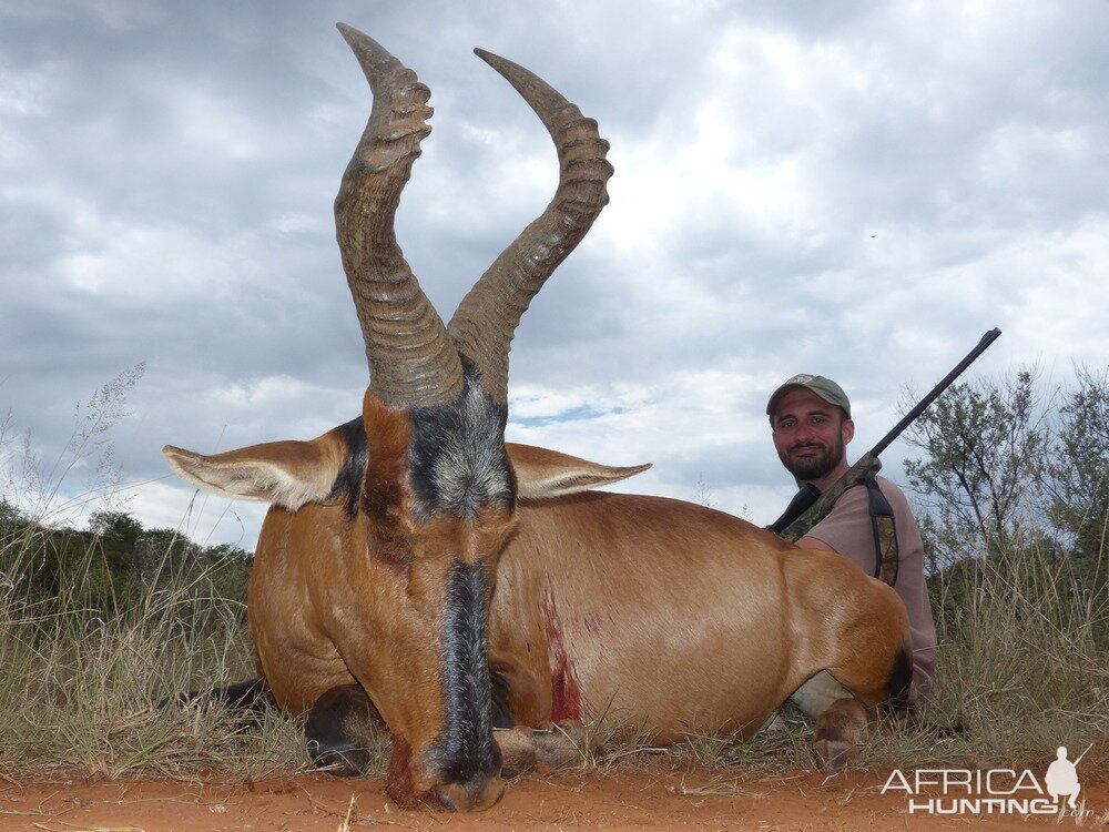 Red Hartebeest Hunting in South Africa