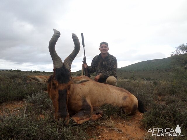 Red Hartebeest Hunting in South Africa