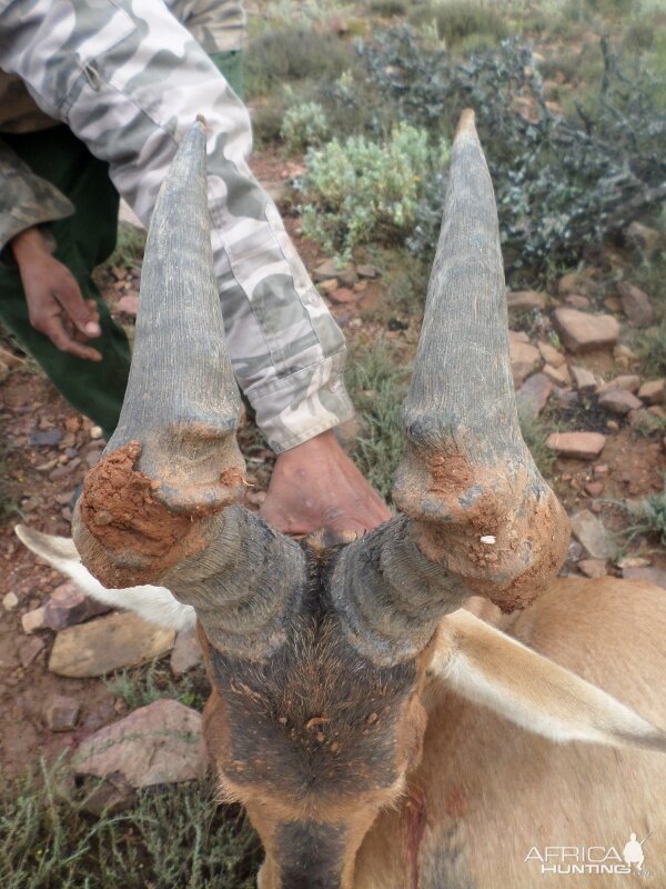 Red Hartebeest Hunting in South Africa