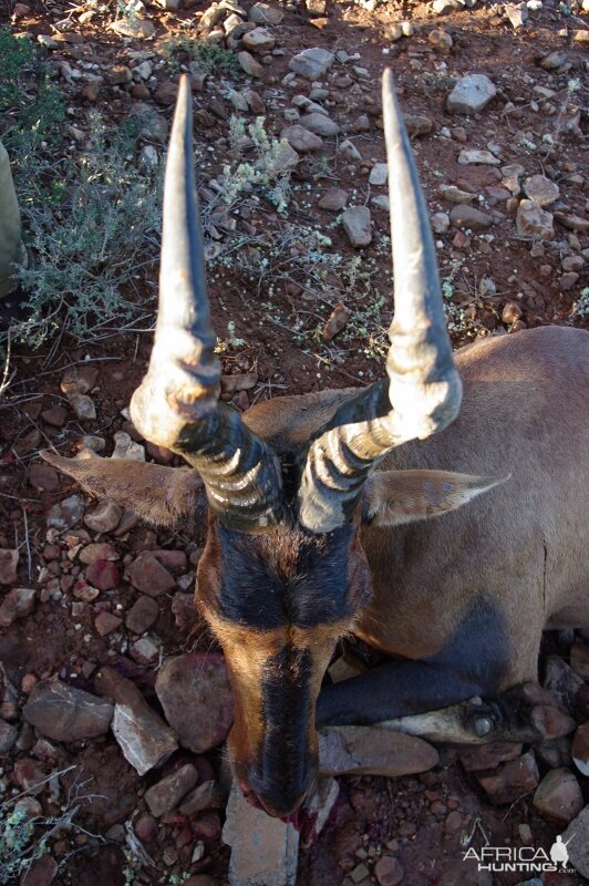 Red Hartebeest Hunting in South Africa