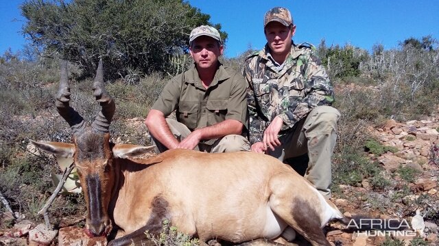 Red Hartebeest Hunting in South Africa