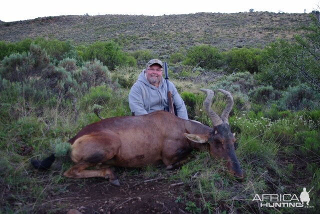 Red Hartebeest Hunting in South Africa