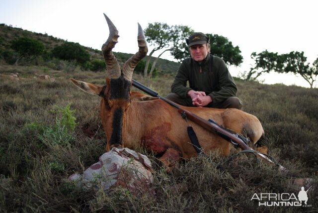 Red Hartebeest Hunting in South Africa