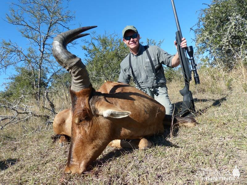 Red Hartebeest Hunting in South Africa