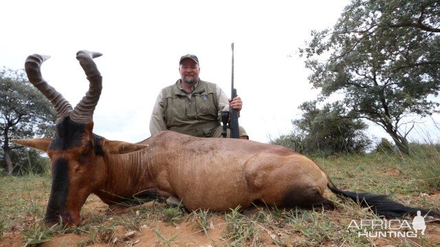 Red Hartebeest Hunting in South Africa