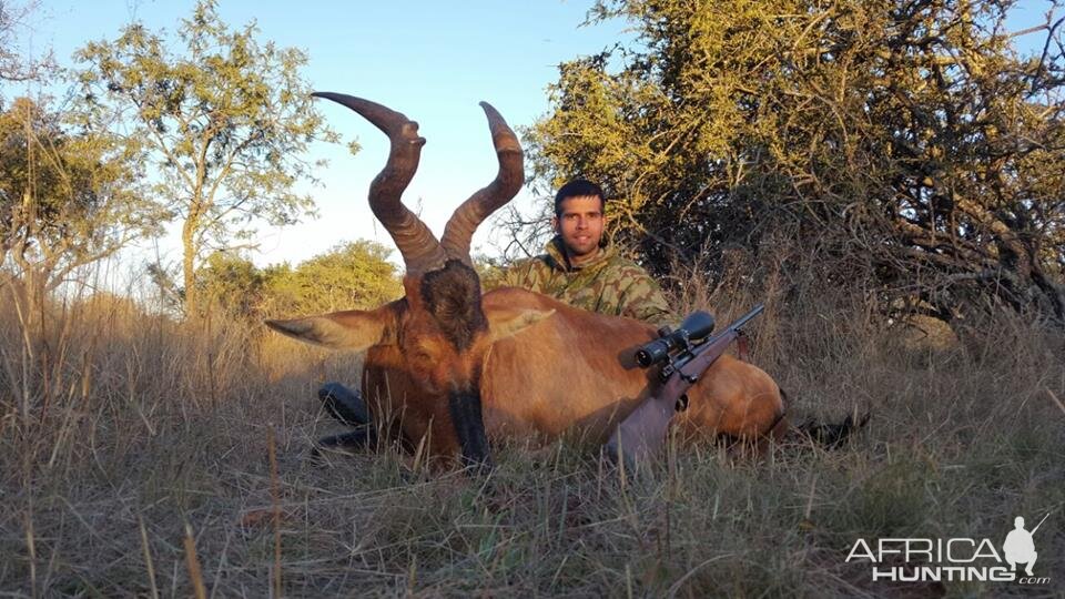 Red Hartebeest Hunting in South Africa