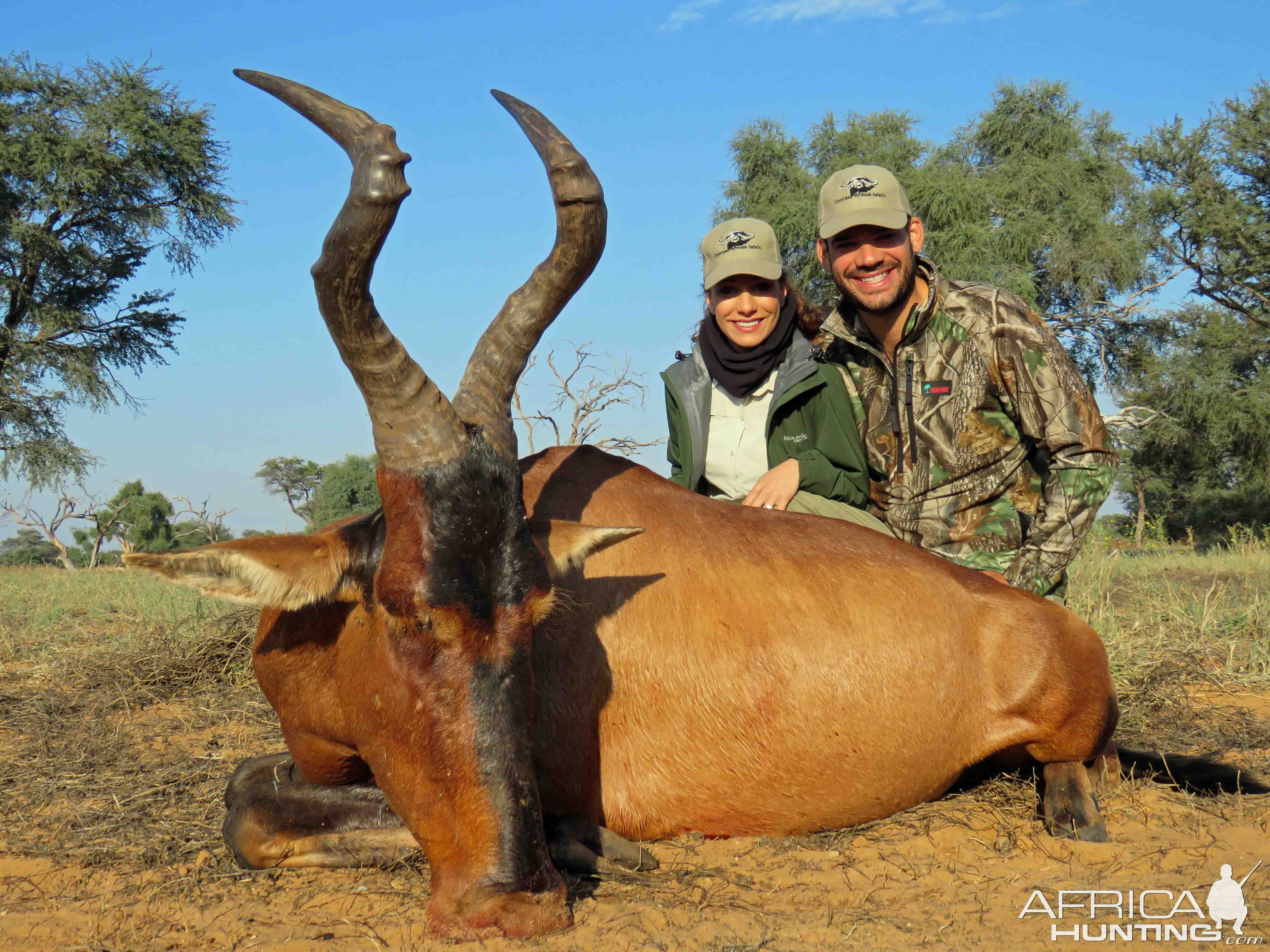 Red Hartebeest Hunting in South Africa