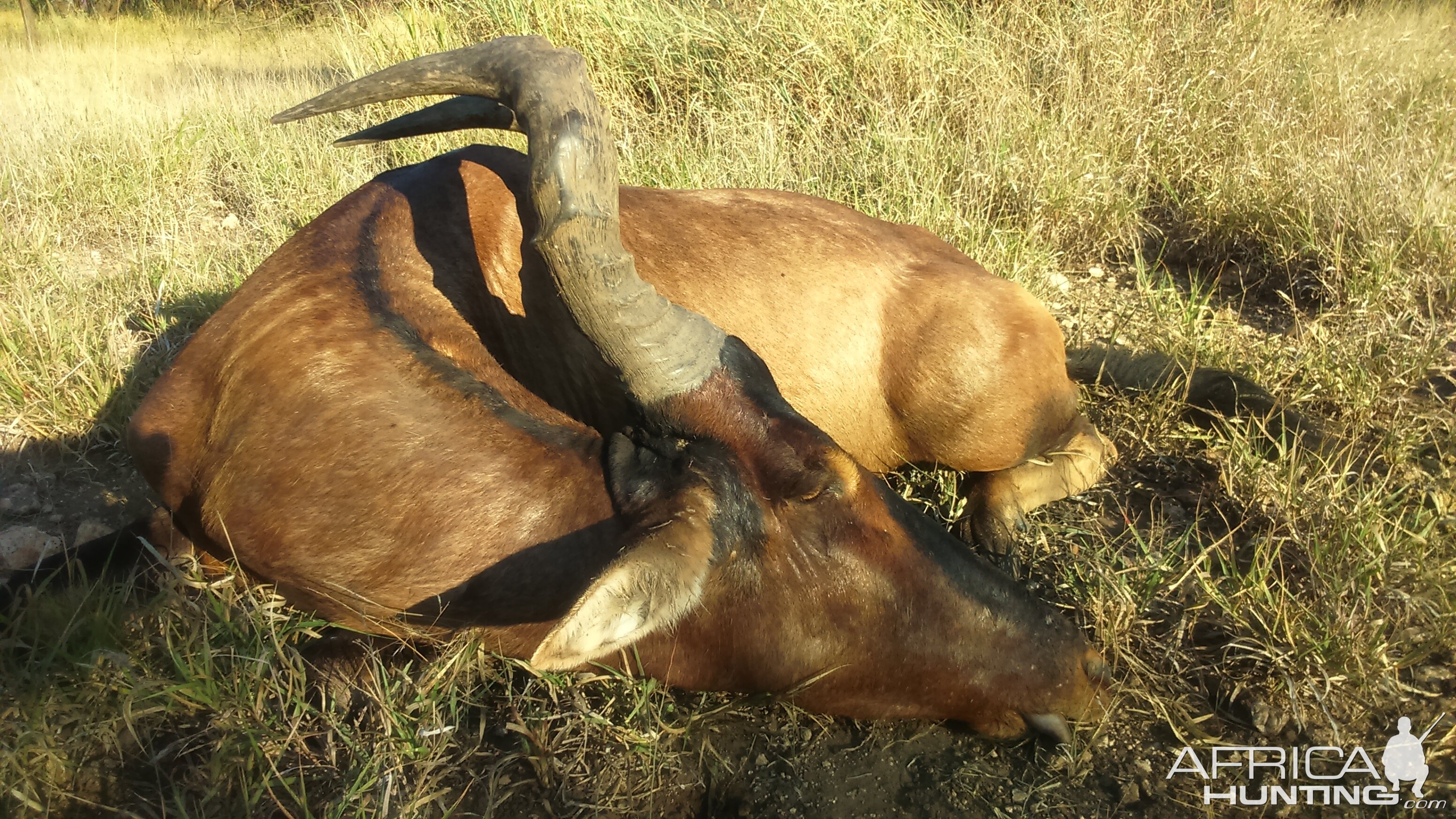 Red Hartebeest Hunting in South Africa