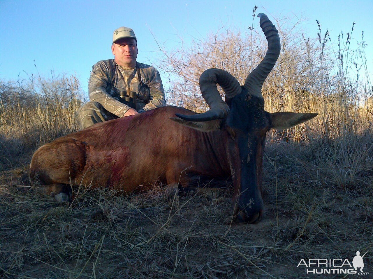 Red Hartebeest Hunting in South Africa