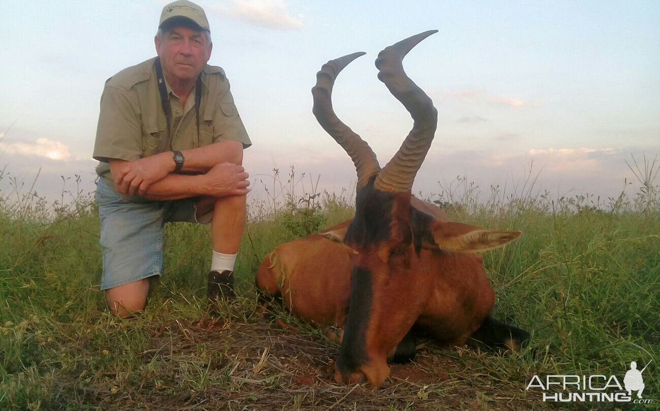 Red Hartebeest Hunting in South Africa