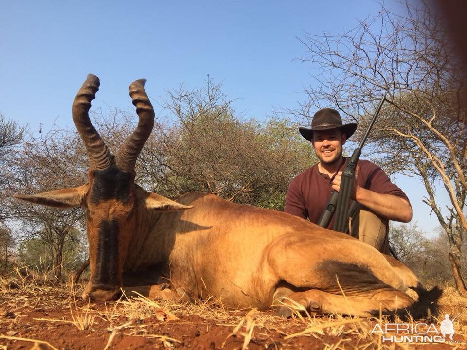 Red Hartebeest Hunting in South Africa