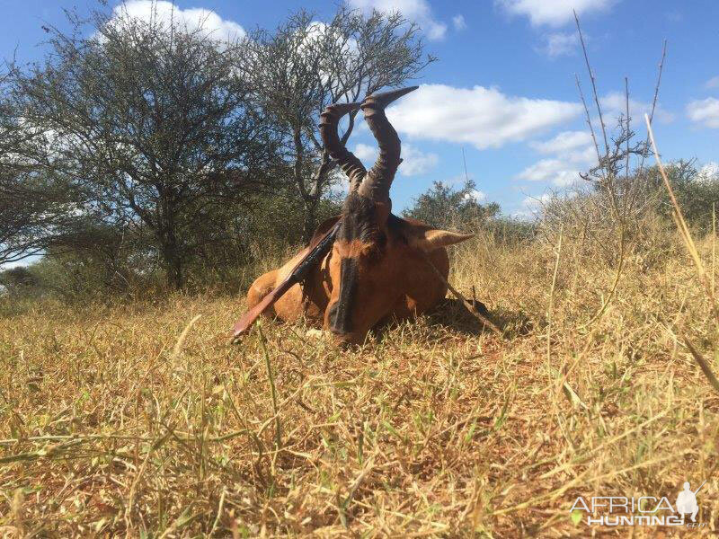 Red Hartebeest Hunting in South Africa